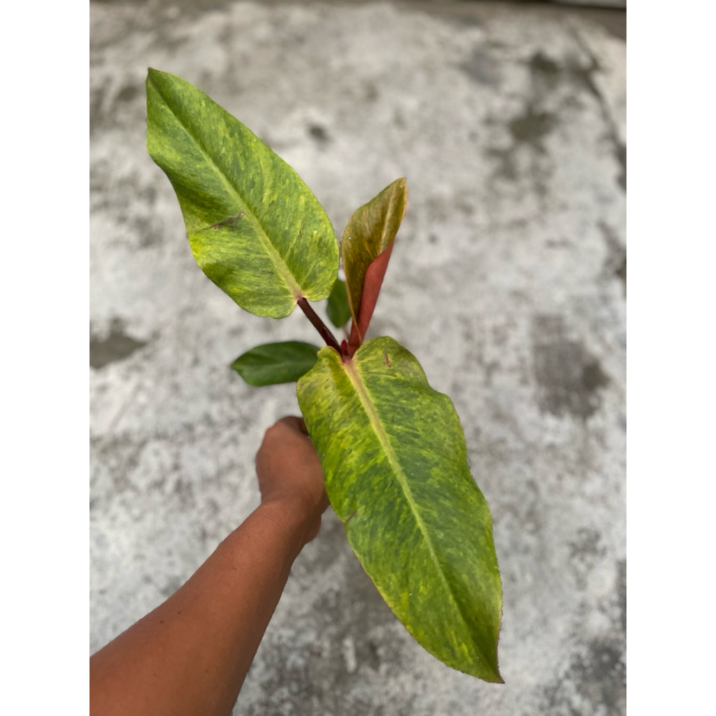 Philodendron Orange Marmalade