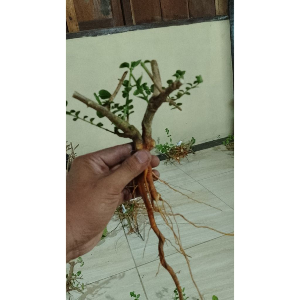 bahan sancang dongkelan ukran mame