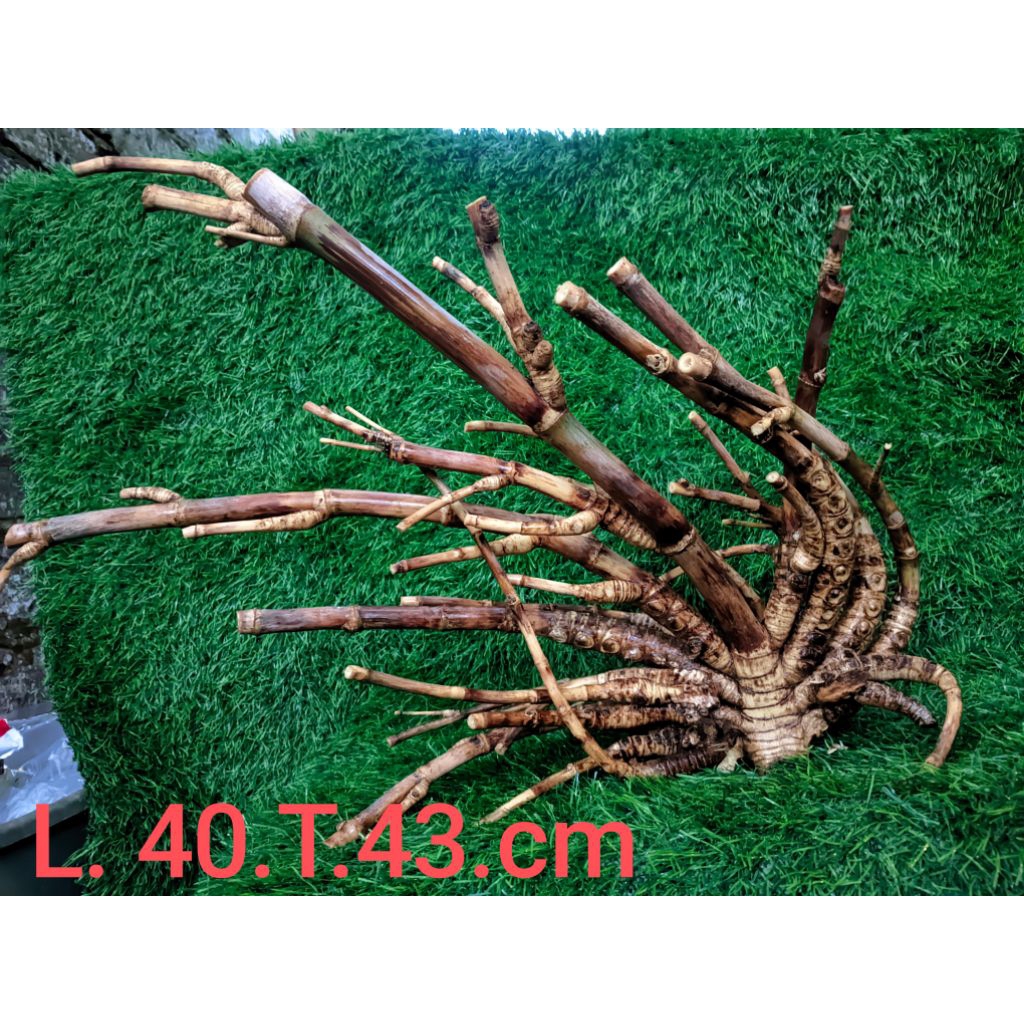 bambu asli sangat langka