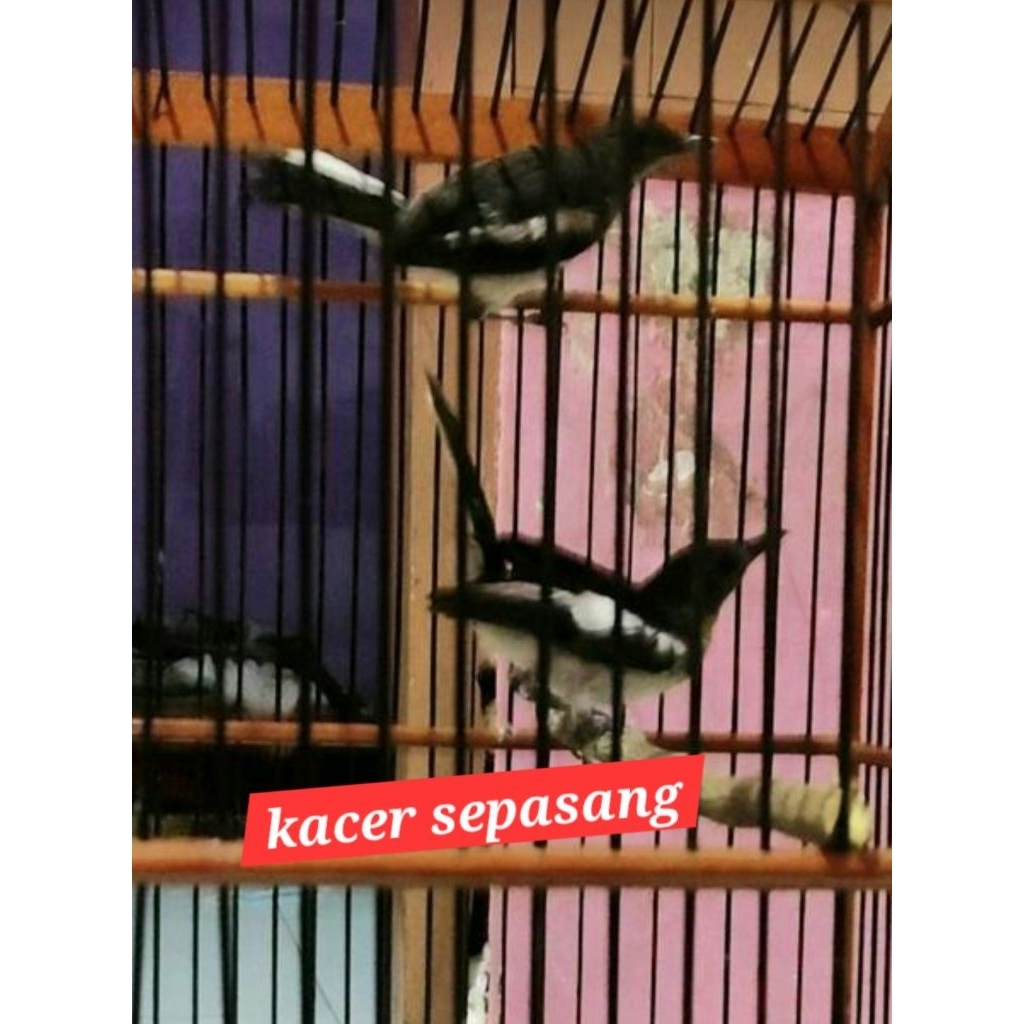 kacer sepasang dada putih