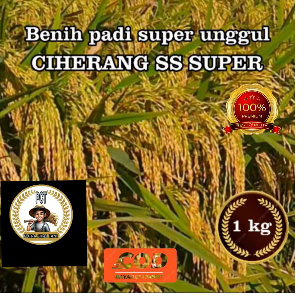 benih padi ciherang ss kemasan 1kg kualitas unggul tahan rebah