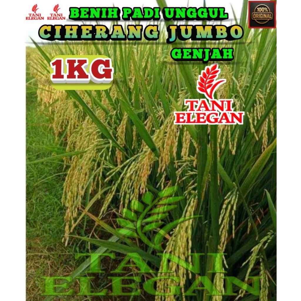 BENIH PADI UNGGUL CIHERANG JUMBO KEMASAN 1KG