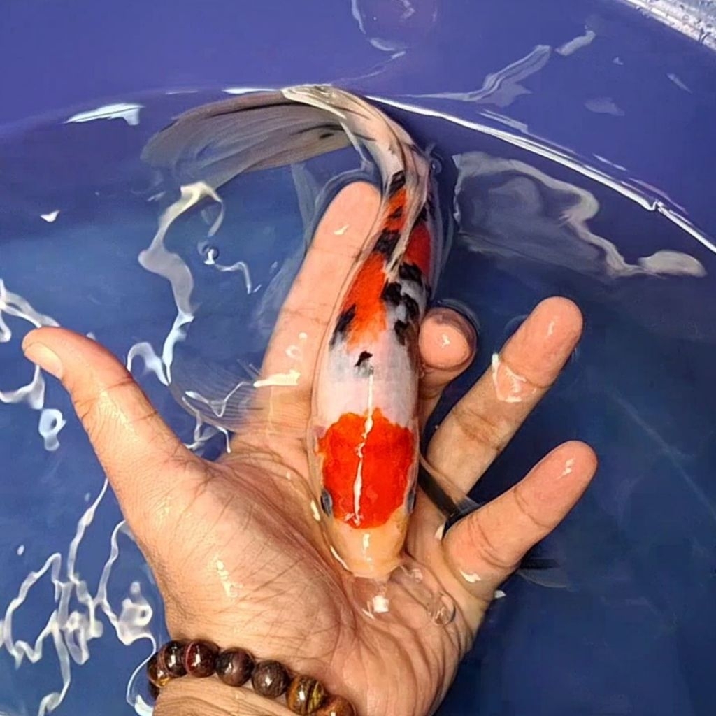 Ikan Koi Blitar Jenis Kumpay Slayer / Rumah Koi Jakarta / kode 0012