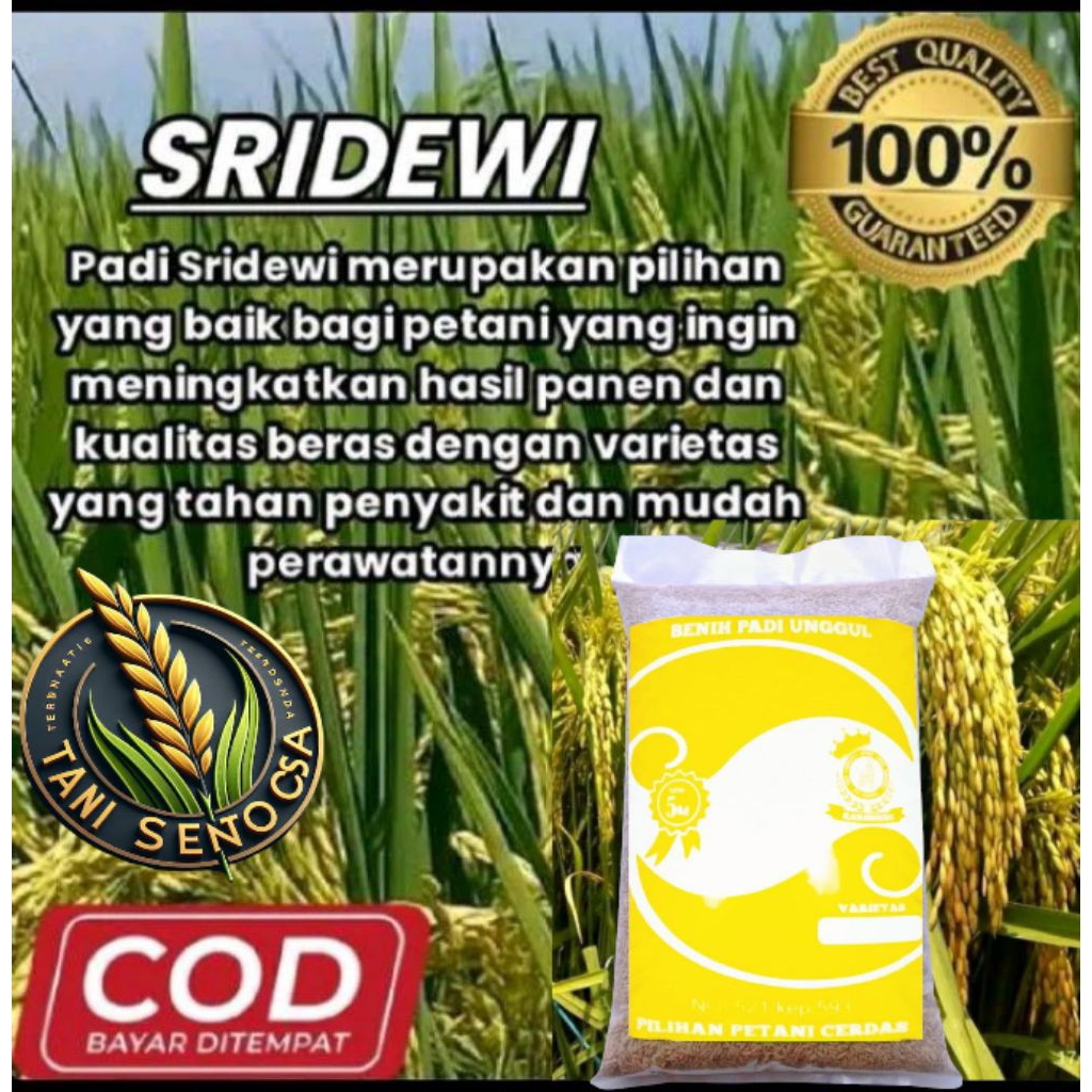 BENIH BIBIT PADI ASLI HIBRIDA SRIDEWI TERBARU ORIGINAL KEMASAN 5KG