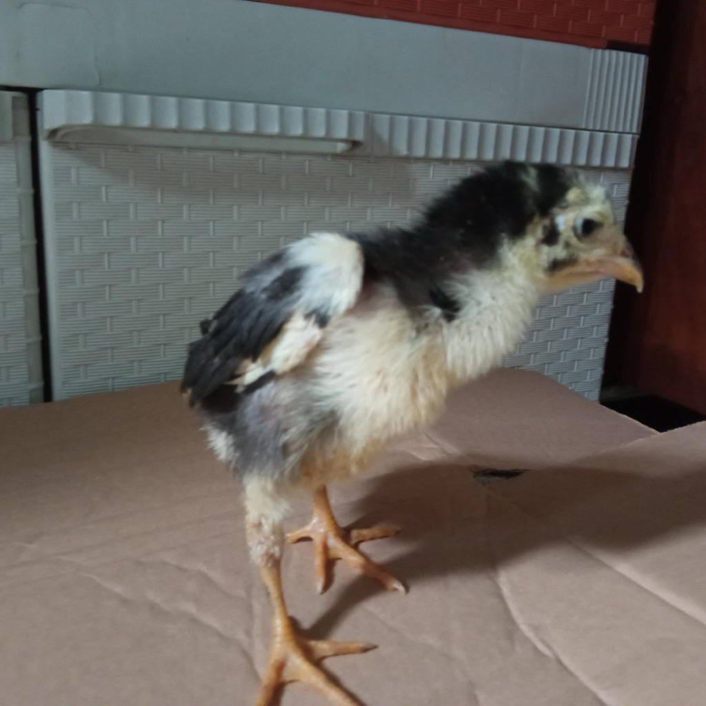 DOC Ayam Bangkok ~ Ayam Bangkok Anakan ~ Umur 2 Minggu ~Animal Friends