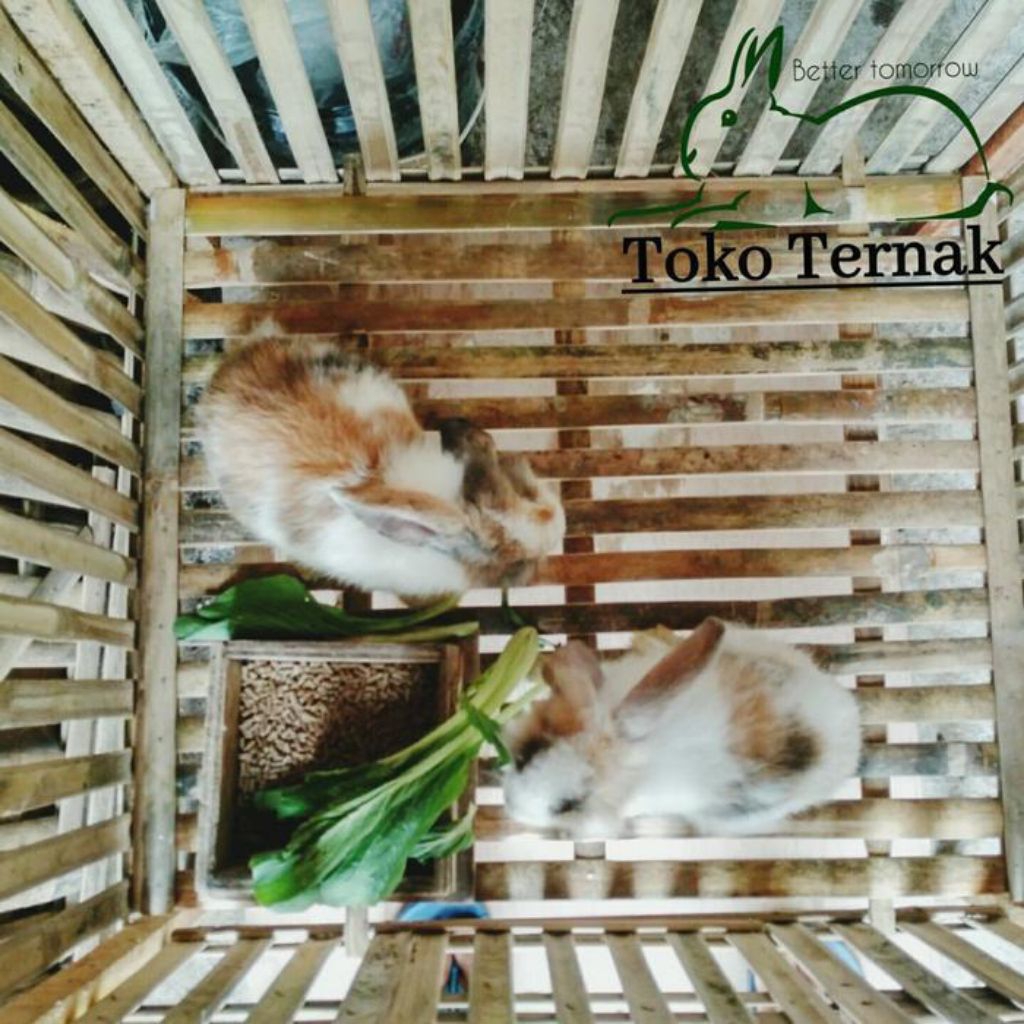 kandang kelinci dari bambu
