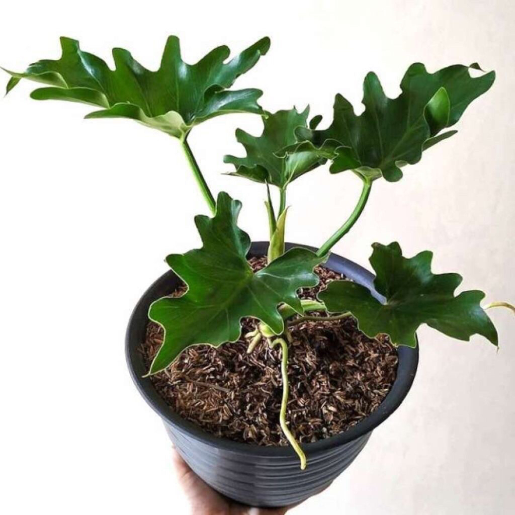 Tanaman Hias Philo Jari - Tanaman Hias Cantik Philo Jari Rimbun