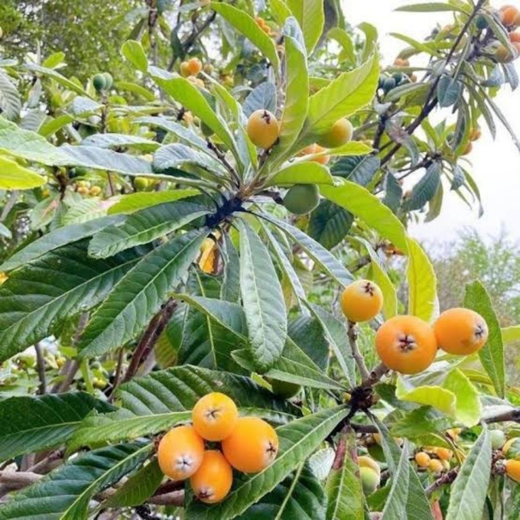 bibit leci kuning siap buah