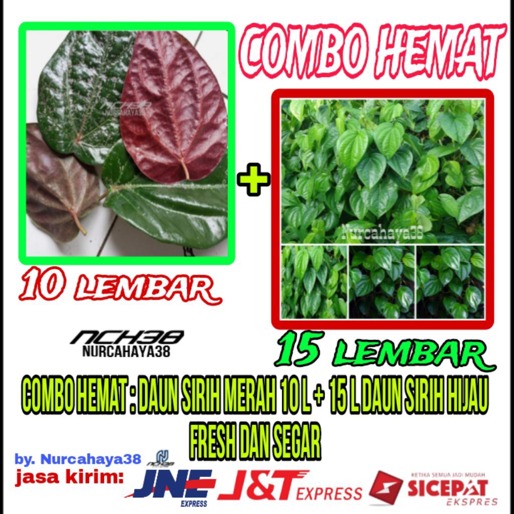 Daun sirih merah dan daun sirih Hijau segar dan fresh