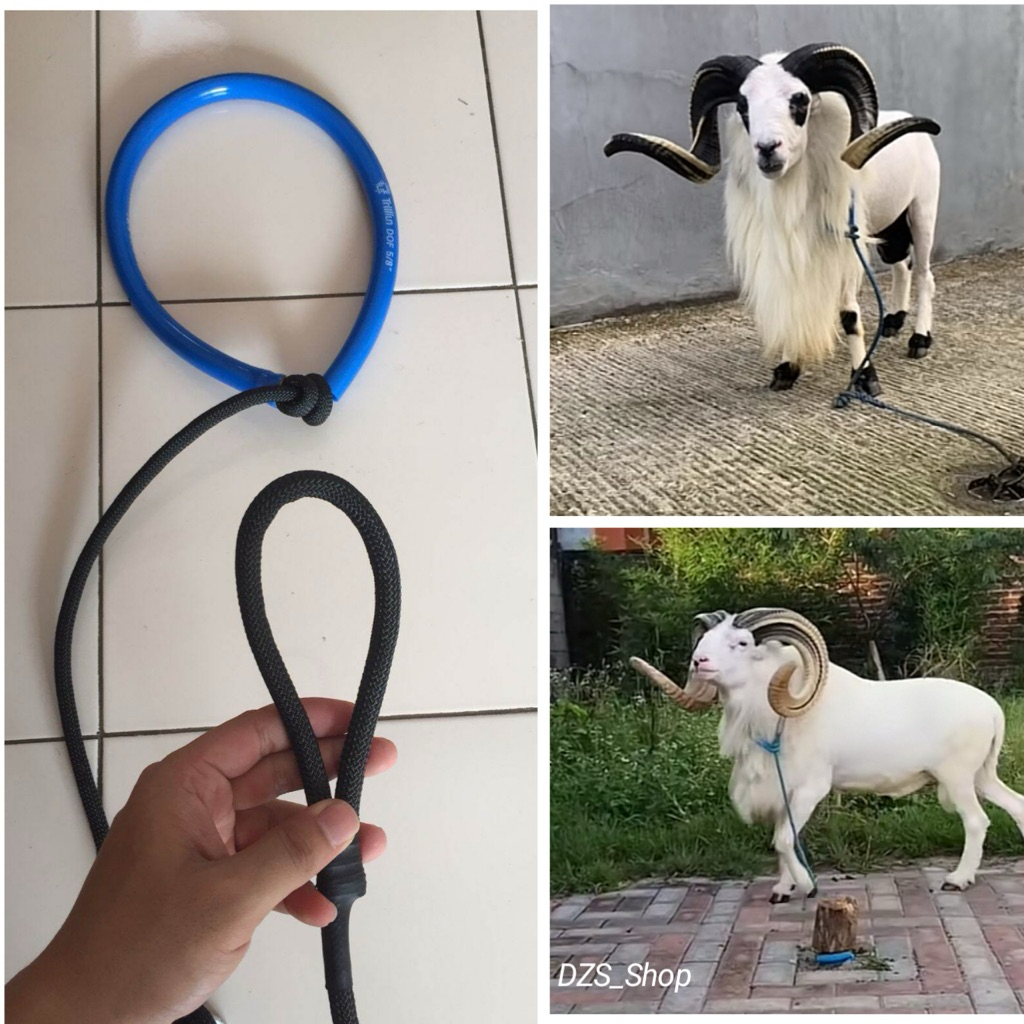 Tambang Domba Garut Dewasa (Bahan Tali Panjat Tebing Sangat Kuat)