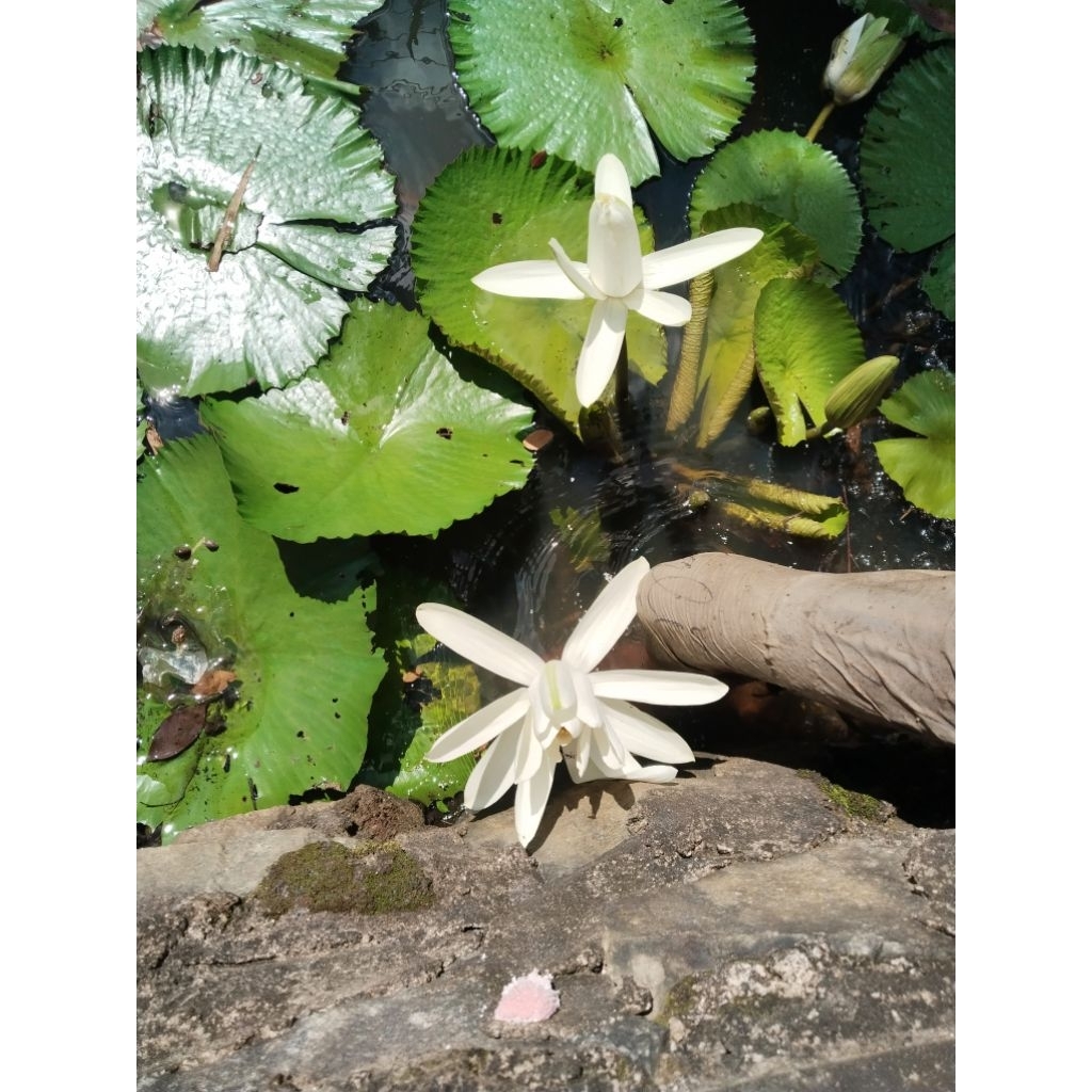 Teratai Putih besar