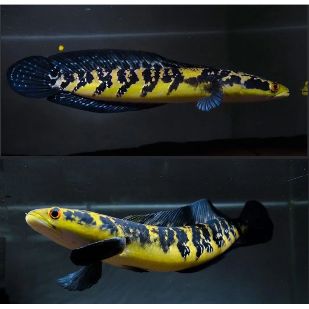 aksesoris channa maru YS 3-4 cm