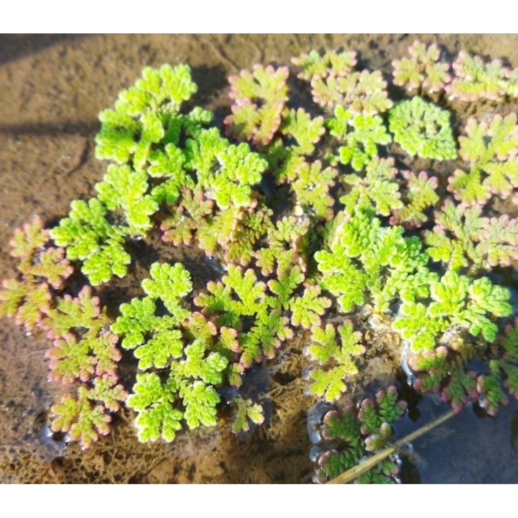Azolla Microphylla