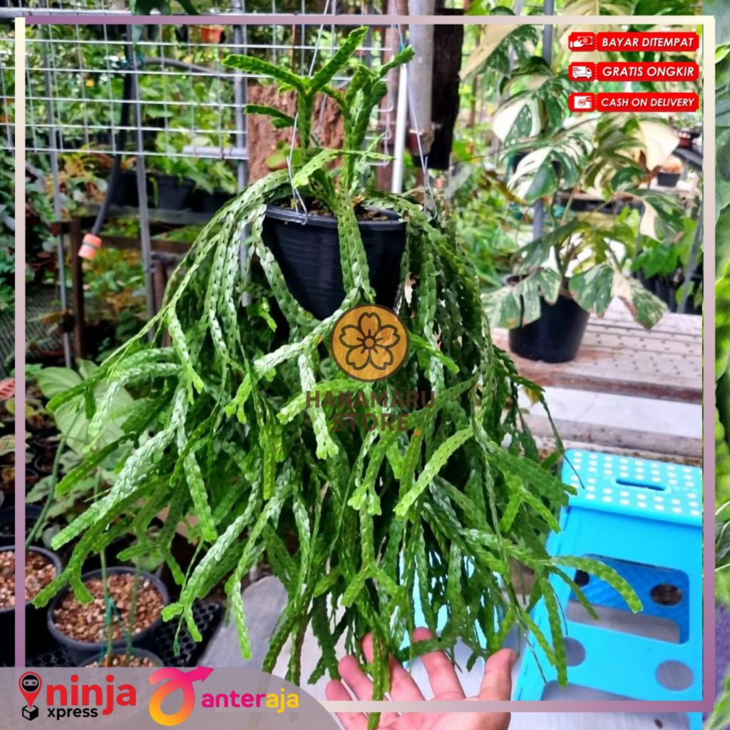 Tanaman Hias Kumpai huperzia Kumpai sisik