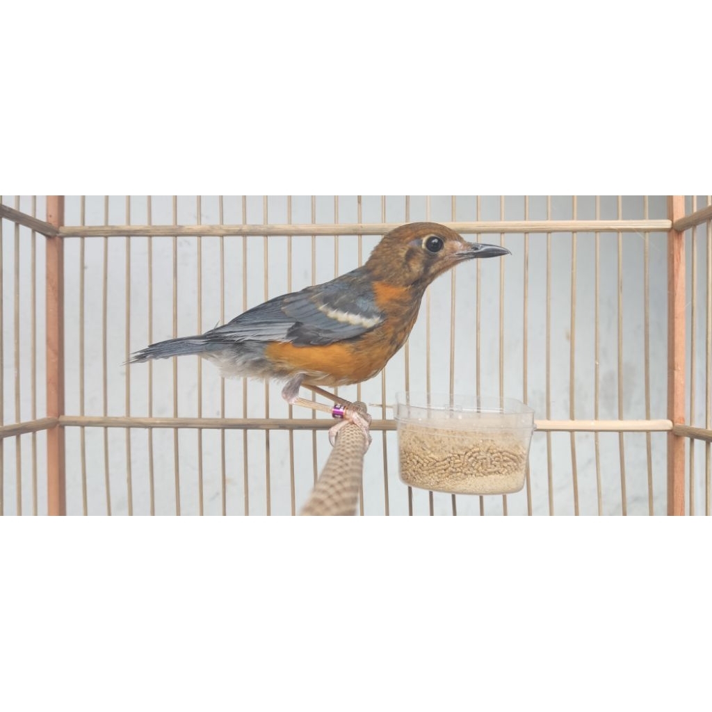 Trotol anis merah jaminan jantan