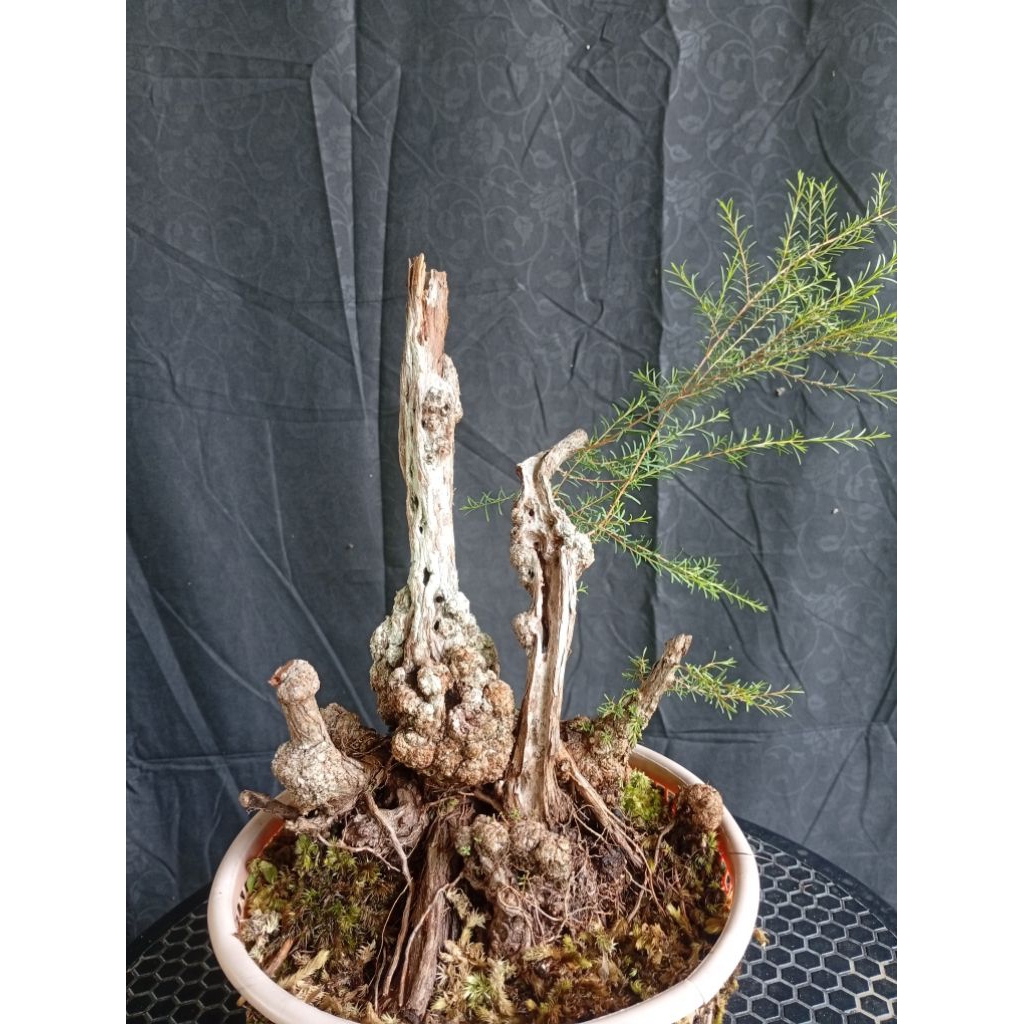 BAHAN BONSAI CUCUR ATAP / SAPU- SAPU