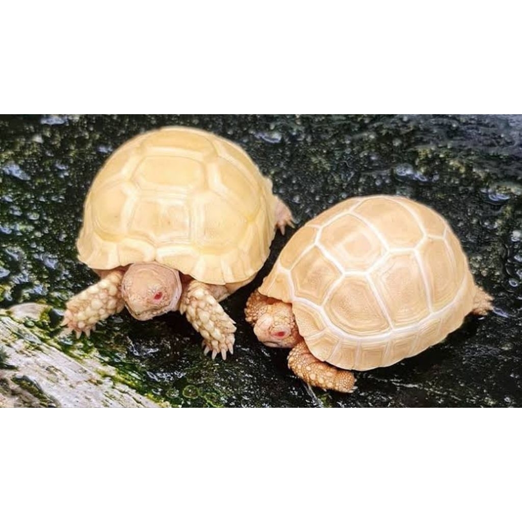 telur kurakura Sulcata Albino fertil resmi original