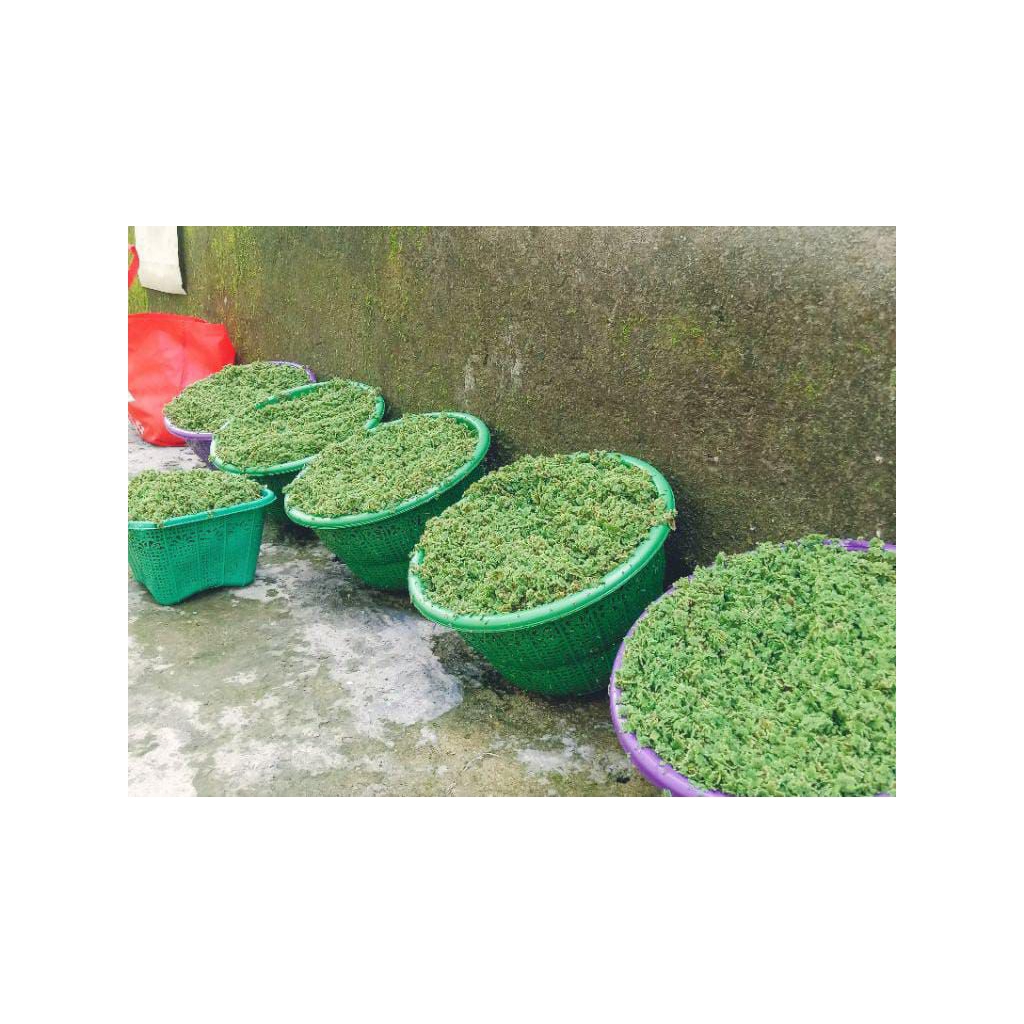 BIBIT AZOLA PAKET BESAR + bonus vitamin azola