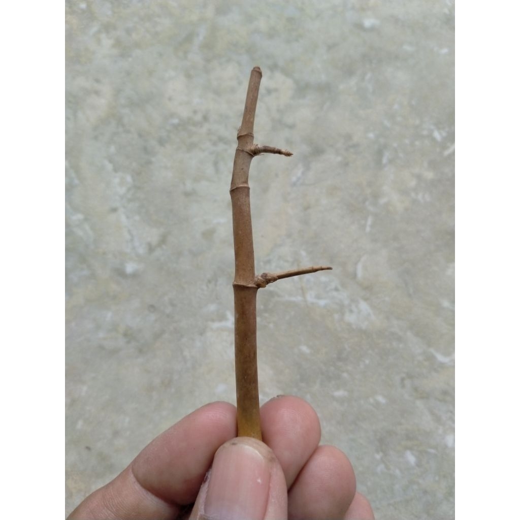 BAMBU UNIK PEKIK LANGKA (8 CM) ORI