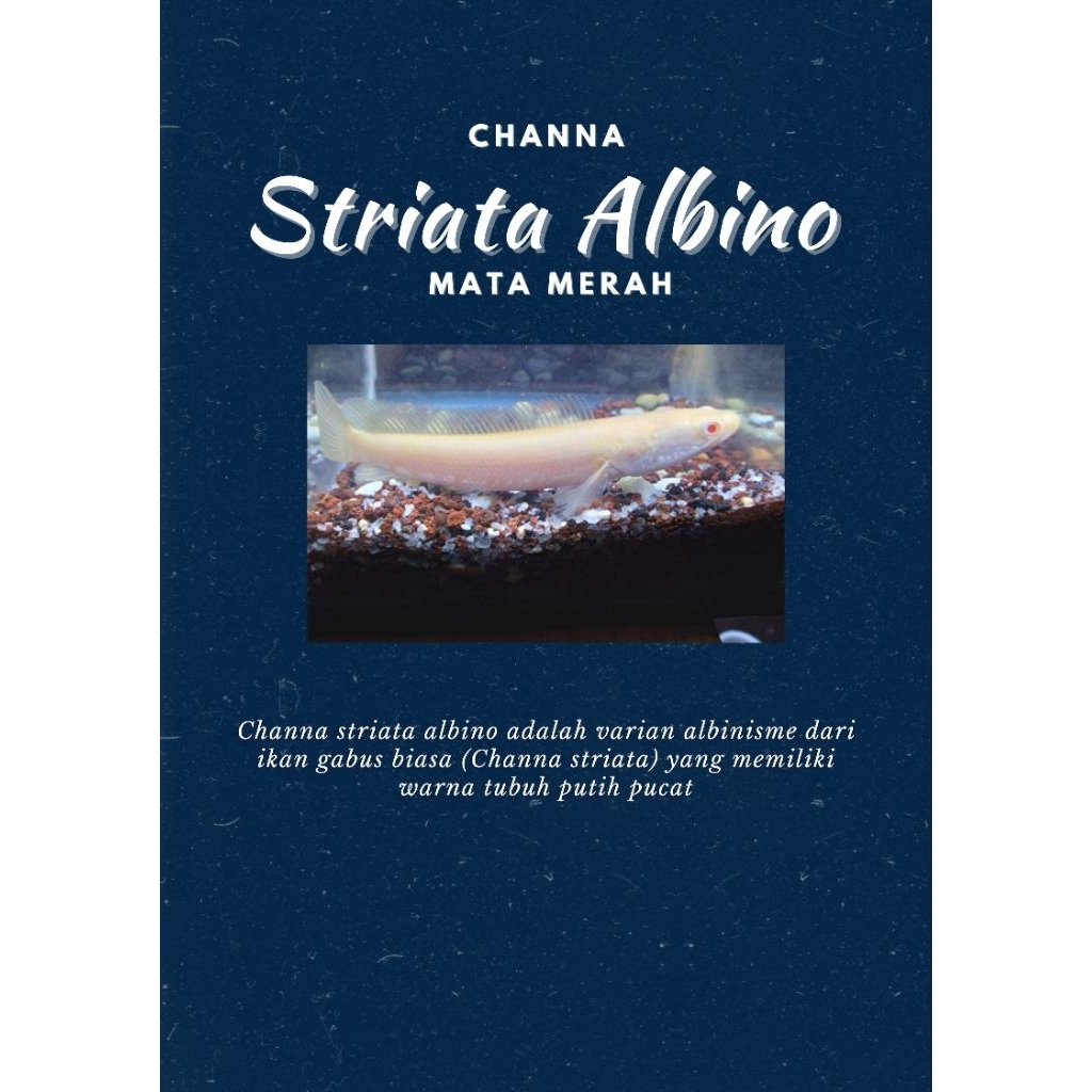 Channa striata albino uk 7-8cm -+ || Mata merah