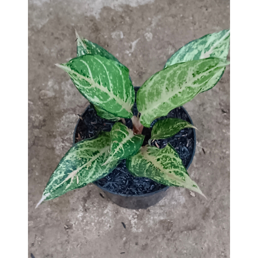 AGLAONEMA "FROZEN"