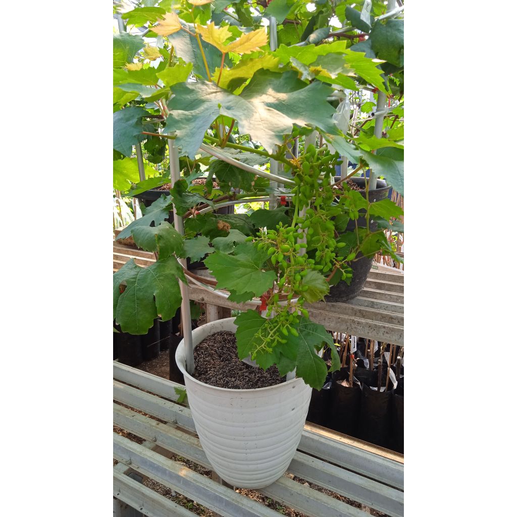 Tabulampot Anggur Casanova