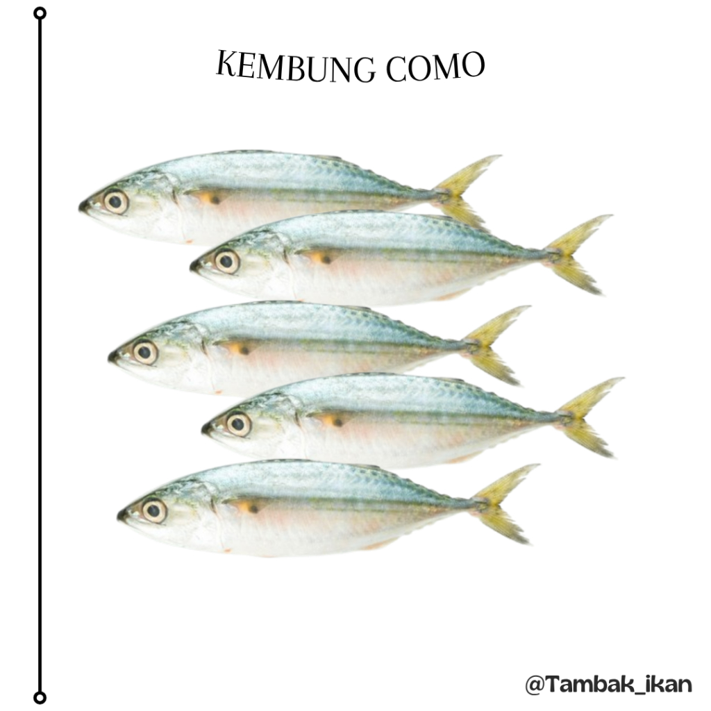 Ikan Kembung Como / Kembung segar beku 1kg