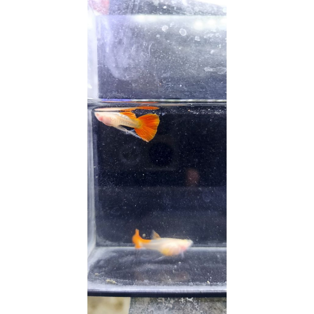 Pakan Guppy Albino Snakeskin red tail Glassbelly Ribbon Pasangan
