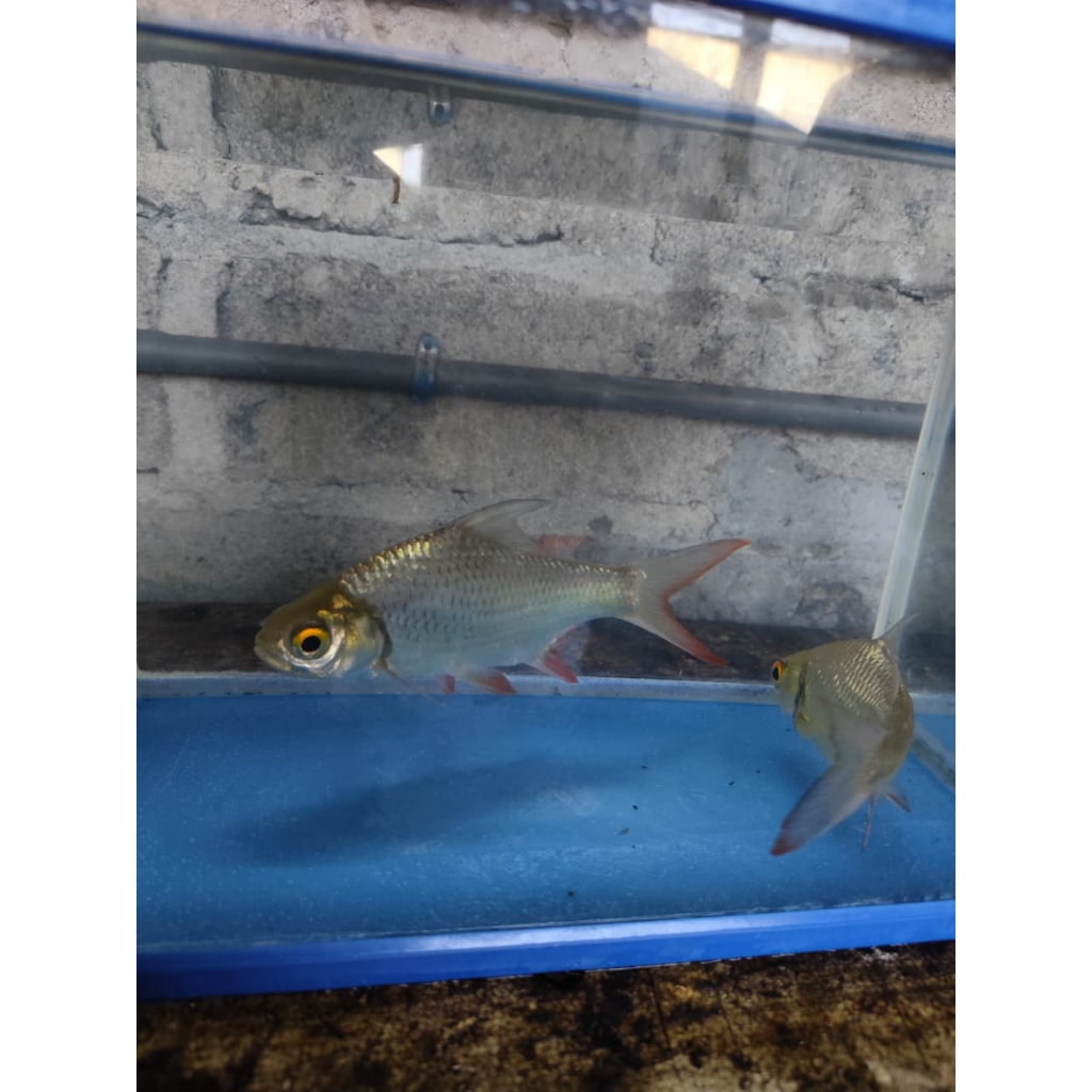 kaviat hitam/kapiat hitam/tengadak hitam dekorasi akuarium