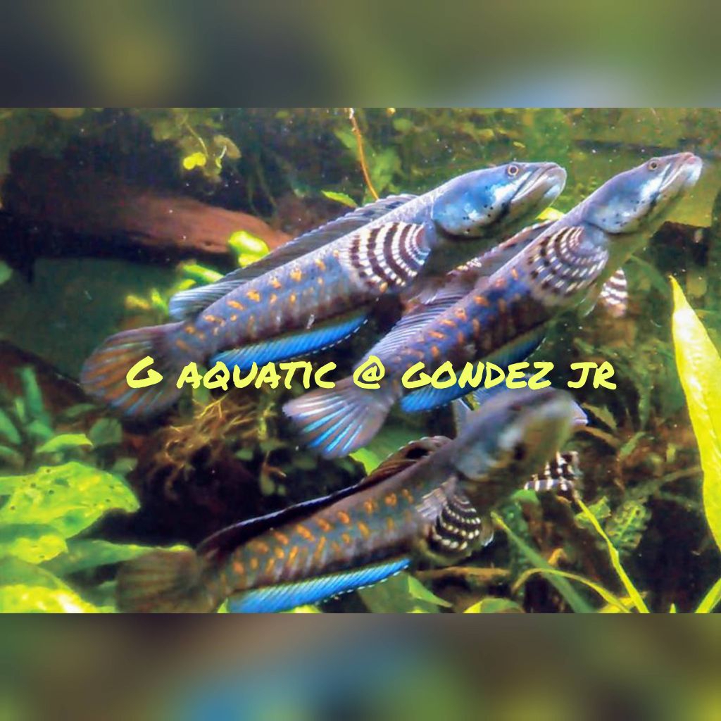 ikan Channa blue pulchra size 10-11cm