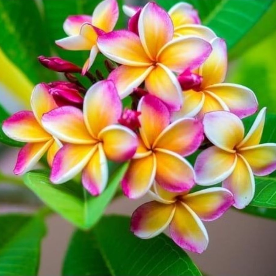 Pohon Kamboja bali bunga Tricolor (sudah berakar) / Tanaman hias kamboja bali Tricolor