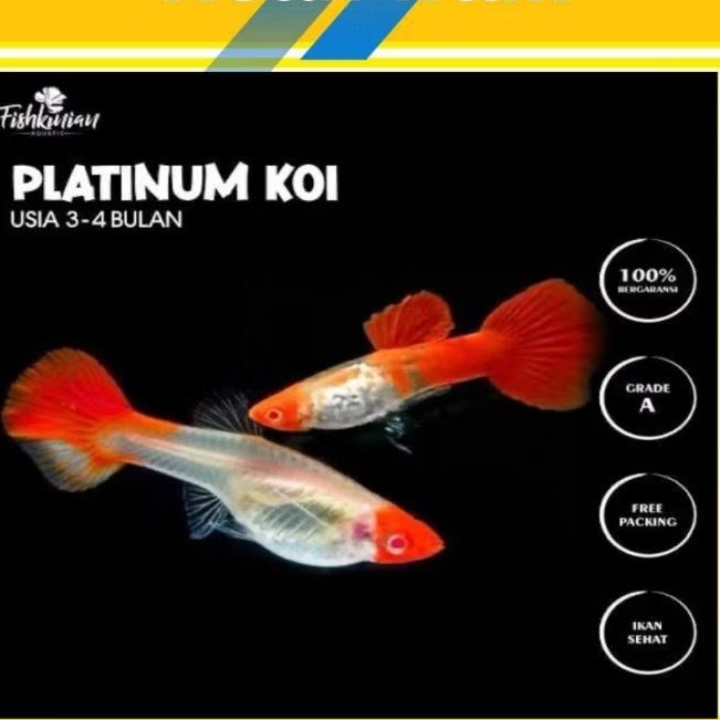 Hiasan aquarium guppy ikan gupi platinum koi paket hemat