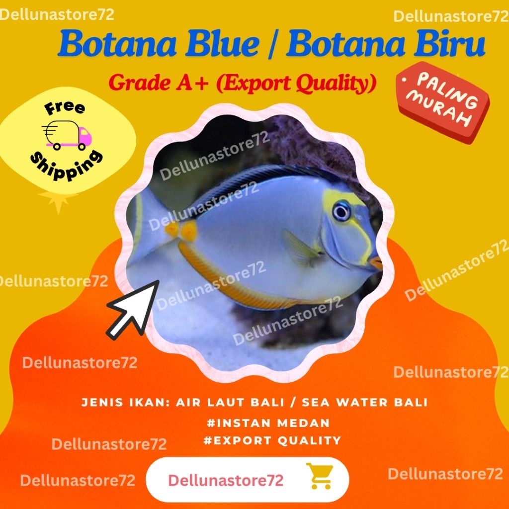 DORY FISH I BOTANA BIRU  I BOTANA BLUE  FISH I IKAN HIAS AIR LAUT I INSTAN MEDAN