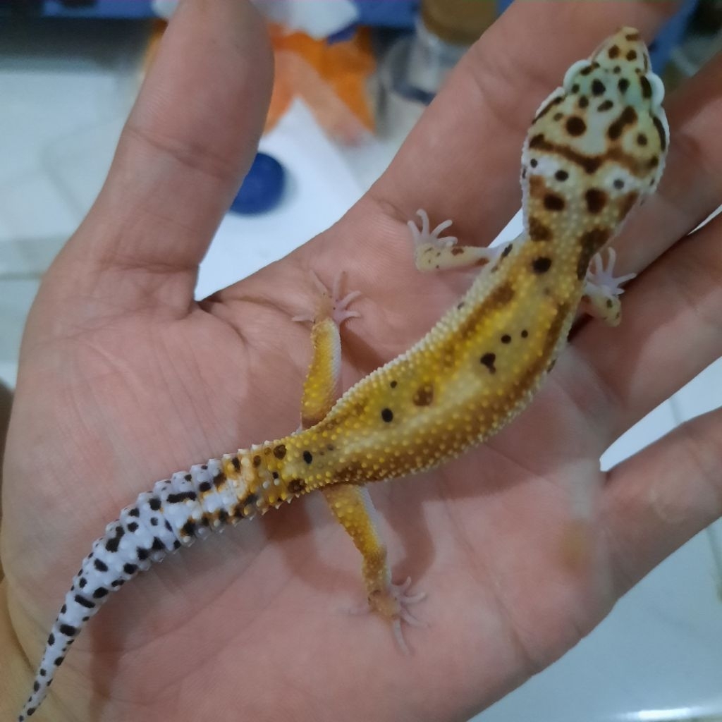 Top Grade Emerine Red Stripe Gecko Leopard