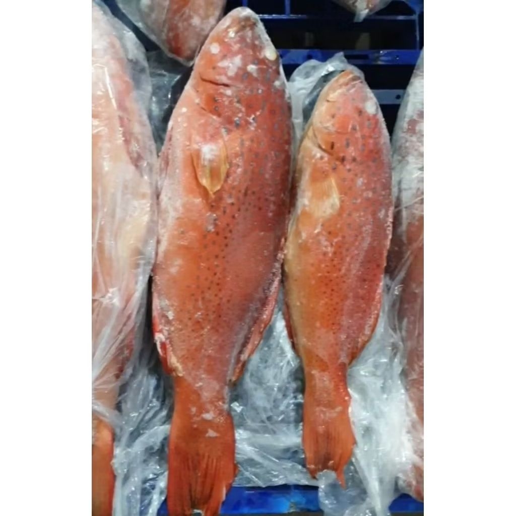 Ikan Kerapu Merah Super