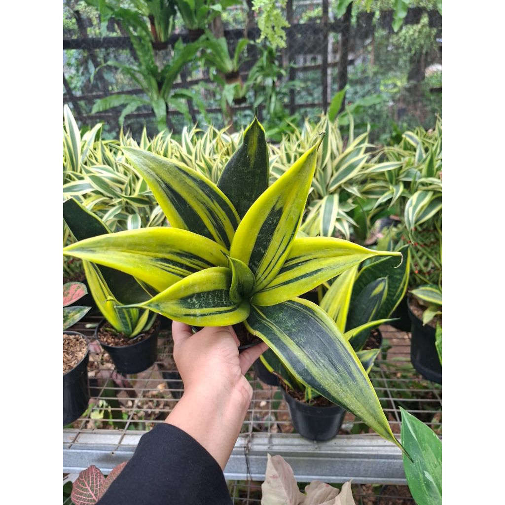 Tanaman Hias Sansevieria Golden Flame