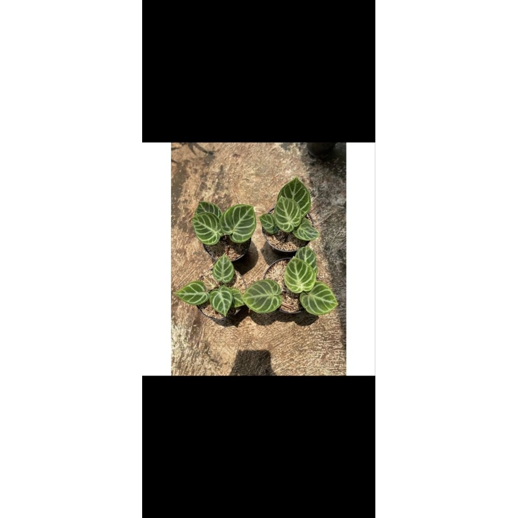 tanaman anthurium dorayaki ORIGINAL - kuping gaja dorayaki