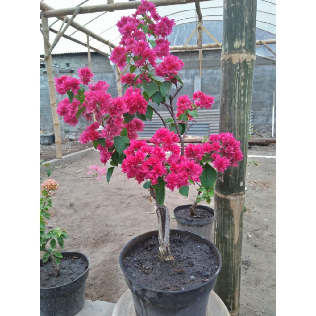 Bougenville Hawai Merah Fanta - Olif Garden
