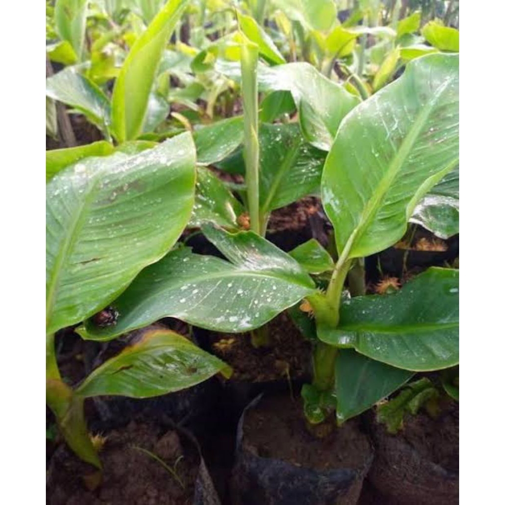 Bibit pohon pisang sunpride