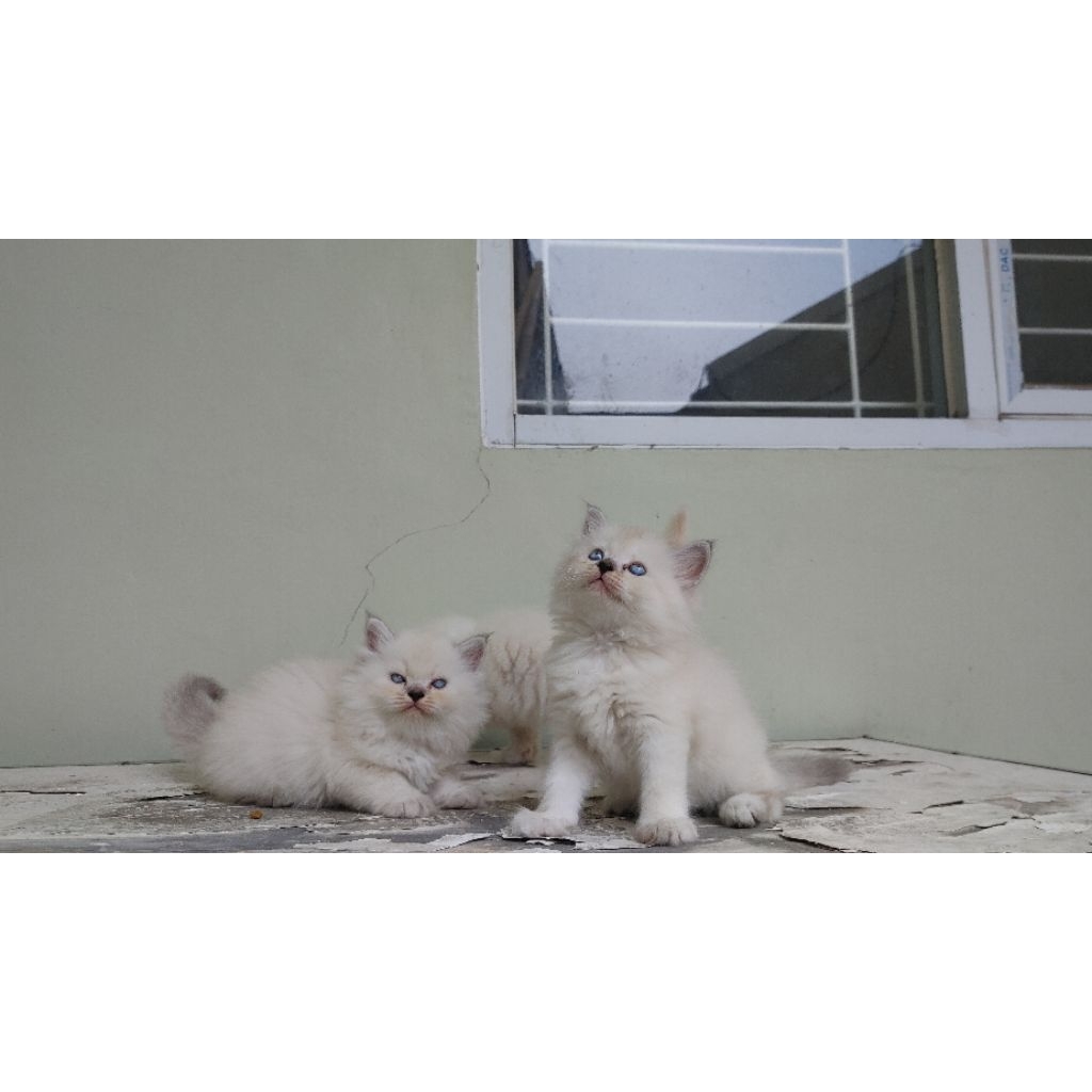 kucing kitten persia mix ragdoll