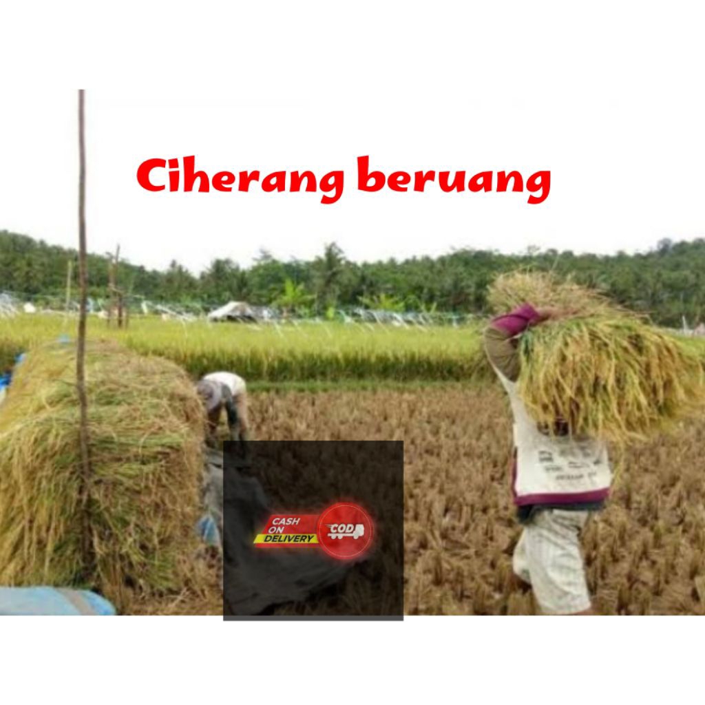 BENIH PADI UNGGULAN MALAI PANJANG CIHERANG BERUANG