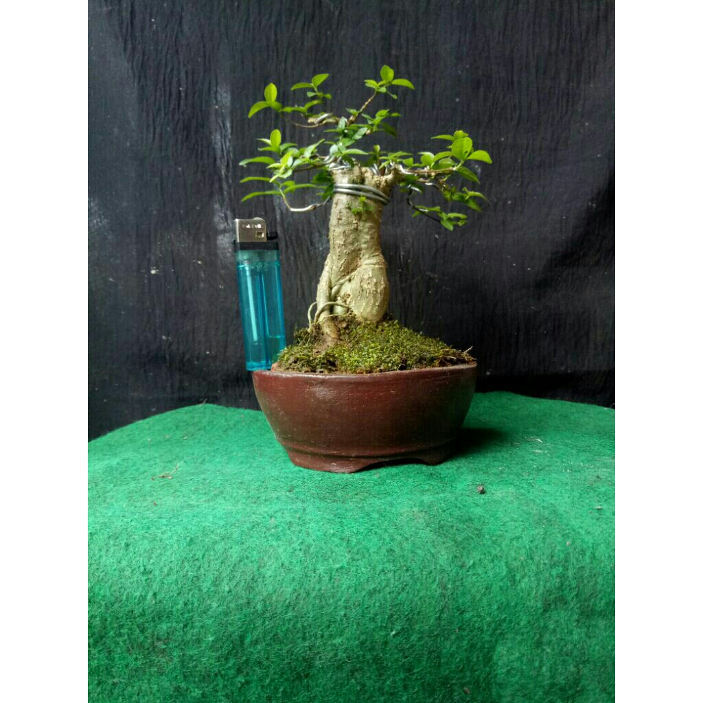 bonsai mamean anting putri