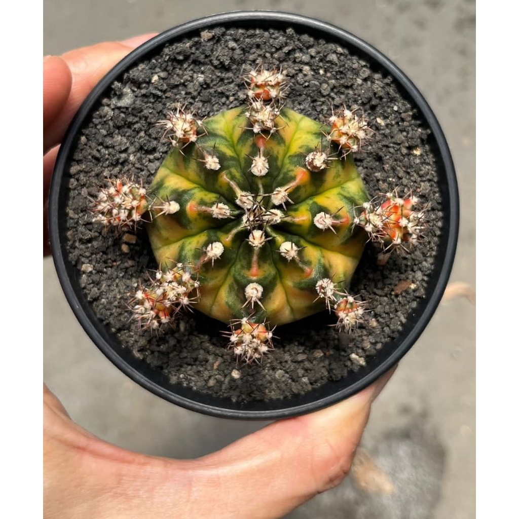 (5 Biji) Benih Biji Kaktus Gymno WASABI Cactus Import