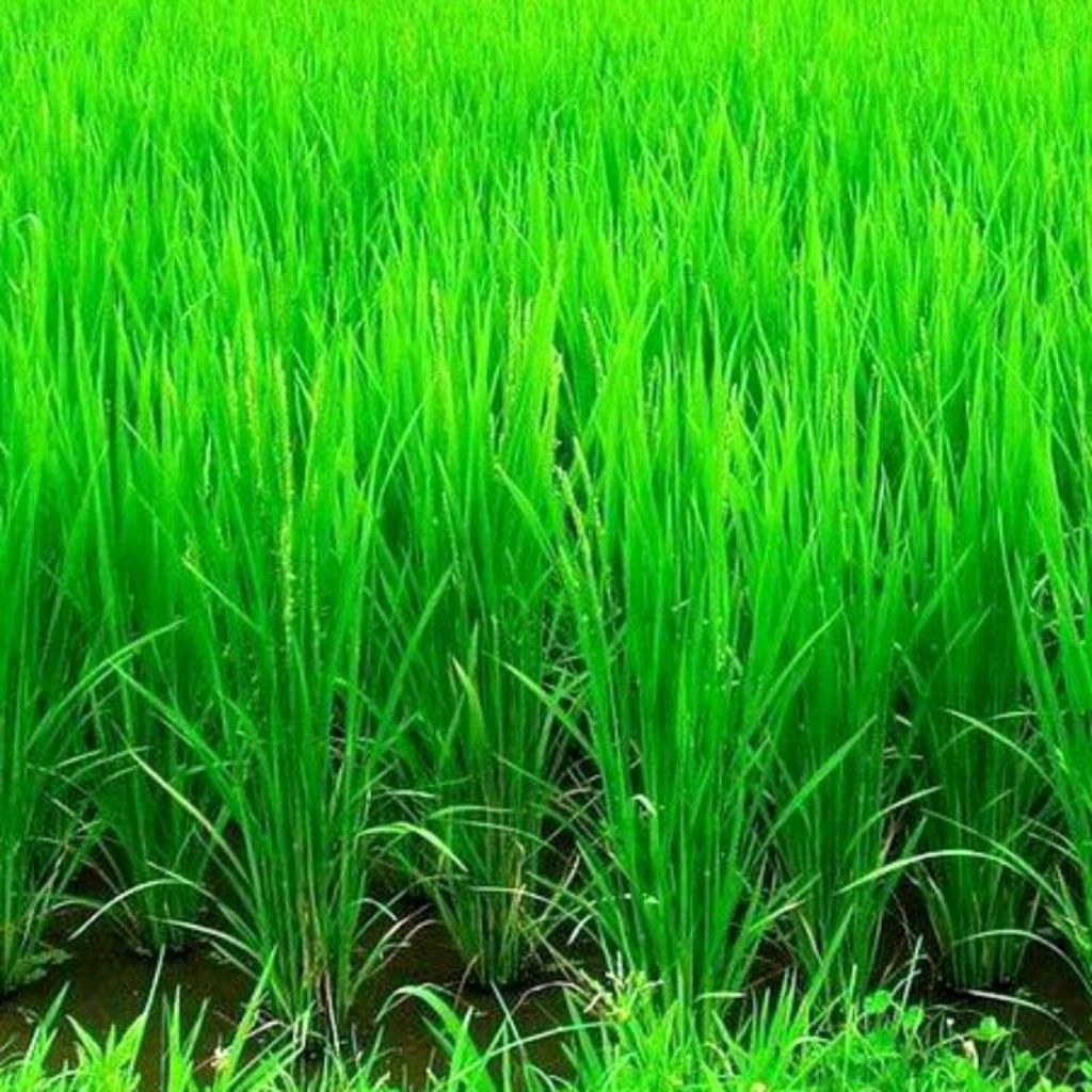 BENIH PADI INPARI HIBRIDA MAPAN P 05 KEMASAN 5KG GABAH BERKUALITAS SUPER ASLI