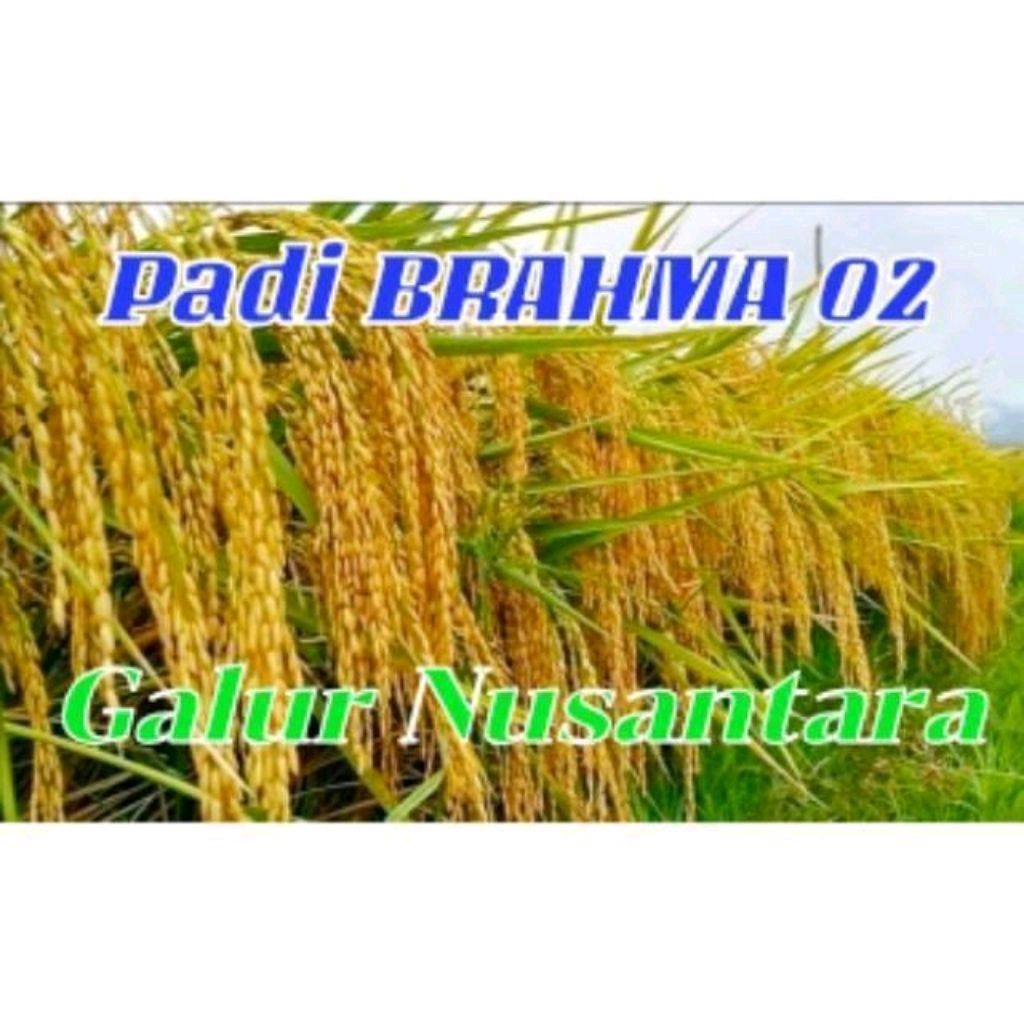 BENIH PADI UNGGUL MALAI PANJANG BRAHMA 02 KEMASAN 5KG