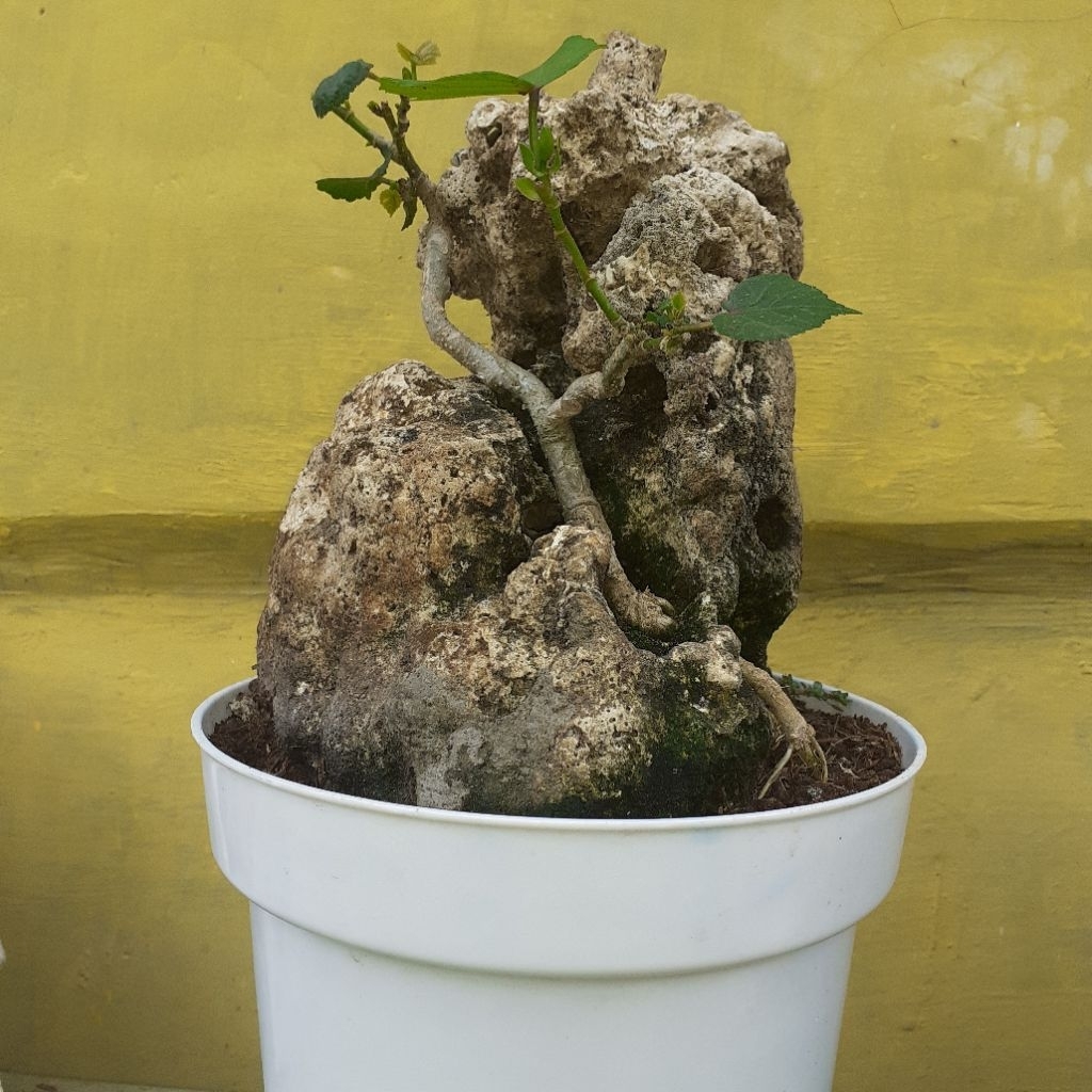 Bahan bonsai waru