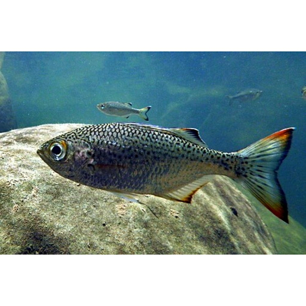 Hiasan Akuarium Jungle Perch | Kuhlia Marginata