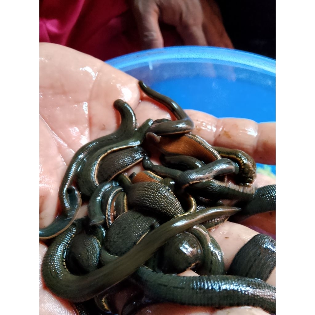 lintah terapi ukuran sedang