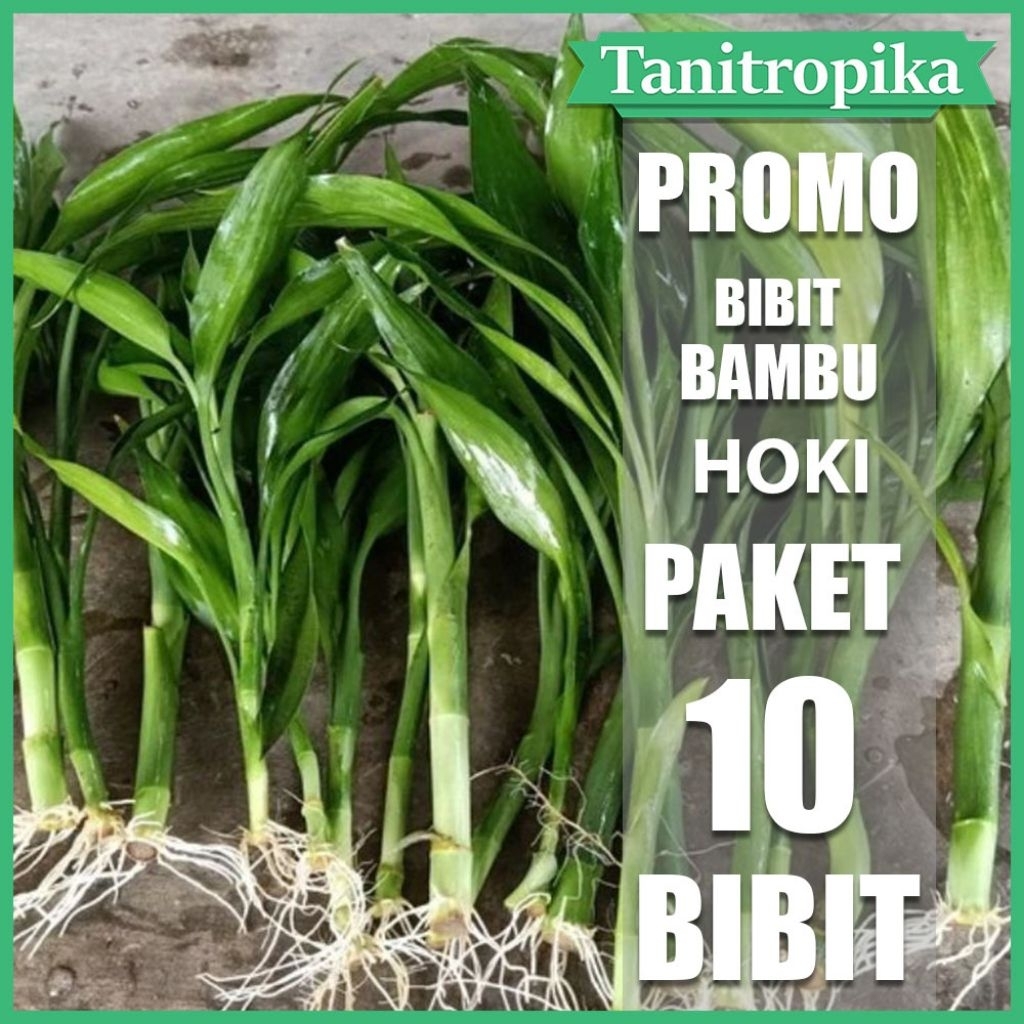 bambu hoki Sri rejeki paket 10 batang tanaman bambu hoki hiasan urang ataw taman