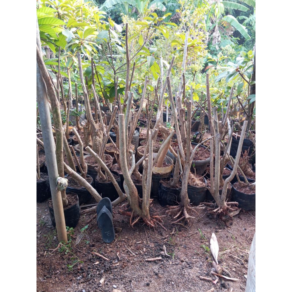 bahan bonsai taman mentaos siap okulasi/sambung